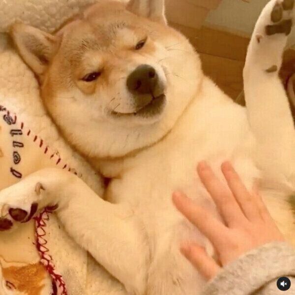 飼い主さんになでてもらい、幸せそうなユクちゃん