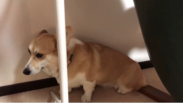 くしゃみ