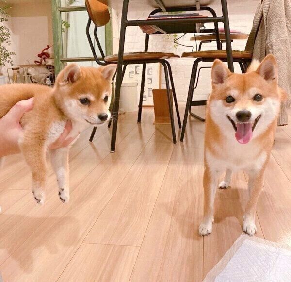 にこちゃんのお家にやってきたたまちゃん