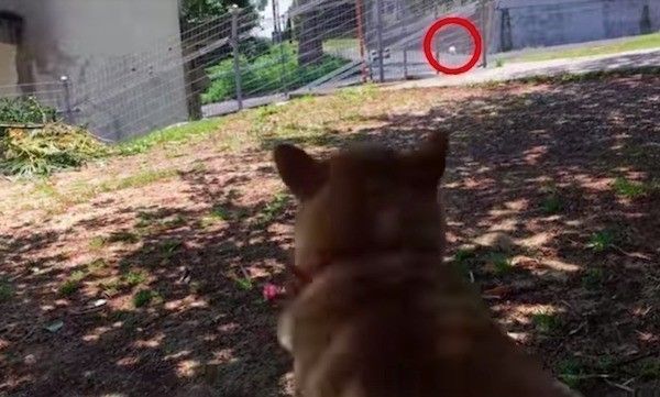 柴犬
