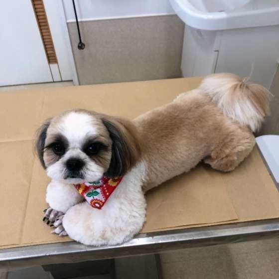 診察台の上の犬