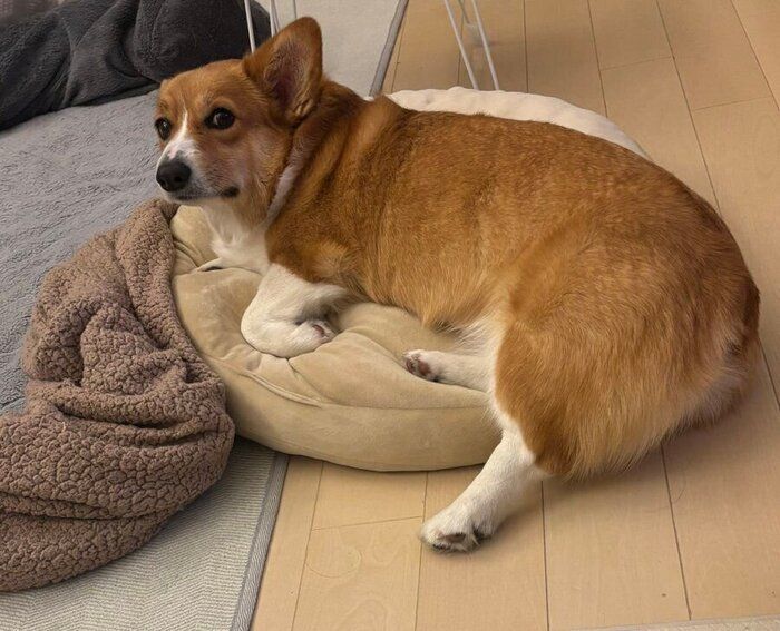 「何かご用ですか？」というように振り向くパンナちゃん