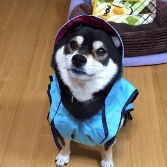 柴