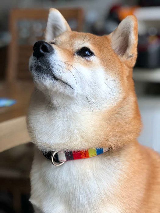 首輪がおしゃれな柴犬