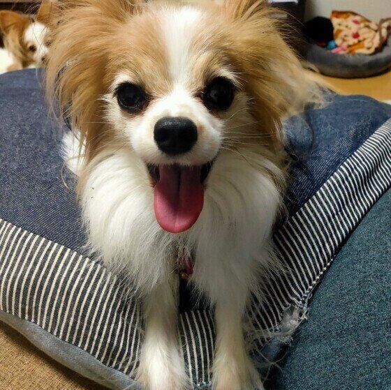 笑顔のパピヨン