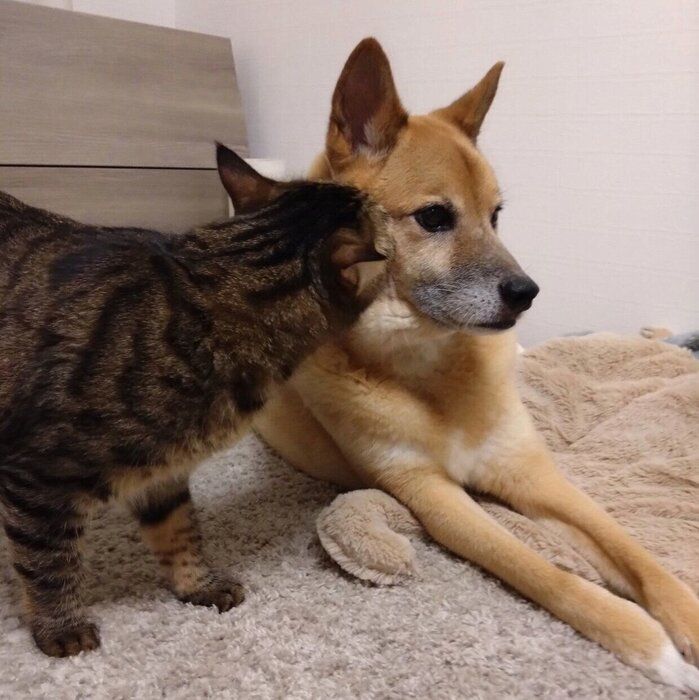 ������������Υ˥������̤��Υ������