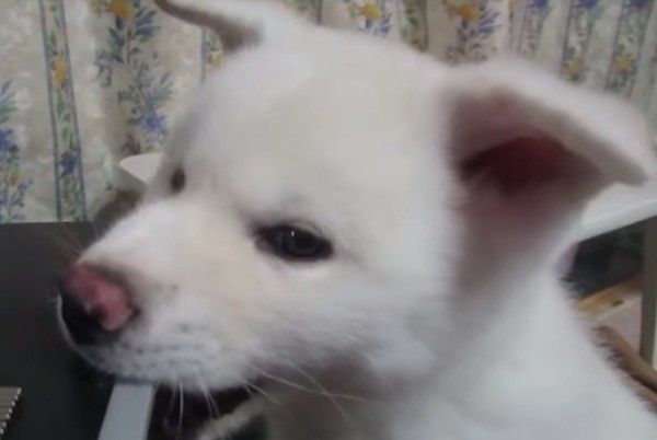 秋田犬