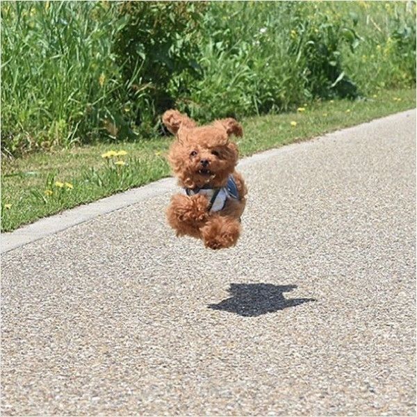 飛行犬