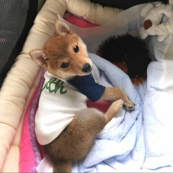 洋服を着る柴犬