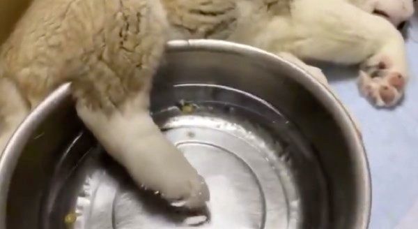 飲み水の中に足を入れちゃうワンコ