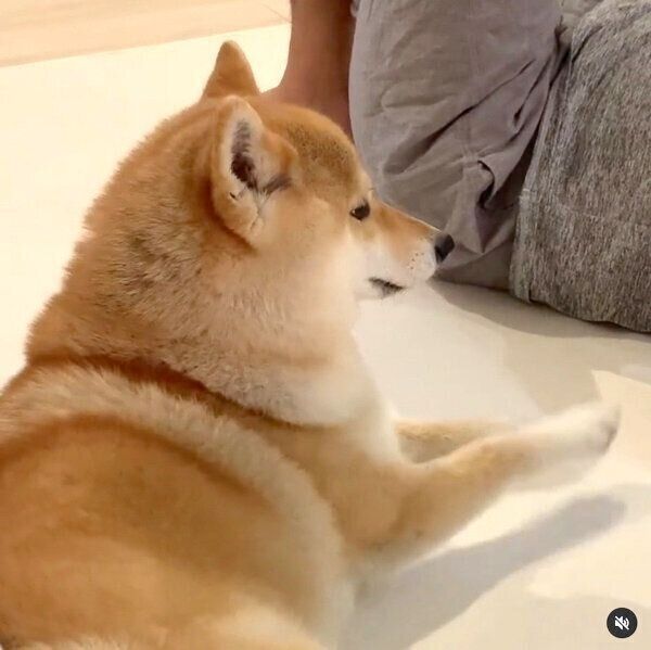 エンドレスで「ナデナデ」を要求する味噌ちゃん