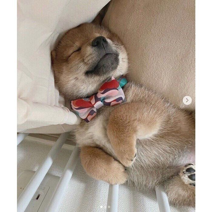 お迎え5日目で待望の“初ヘソ天”を見せた柴の子犬 より甘えん坊になった「3才の成長姿」にほっこり!