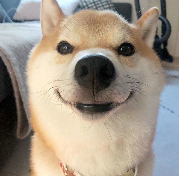 見つめる柴犬