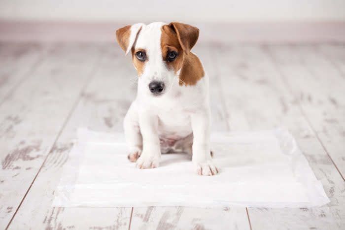 トイレシーツの上にいる犬