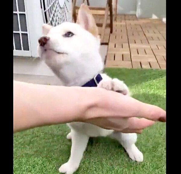 おかわりをするえるちゃん