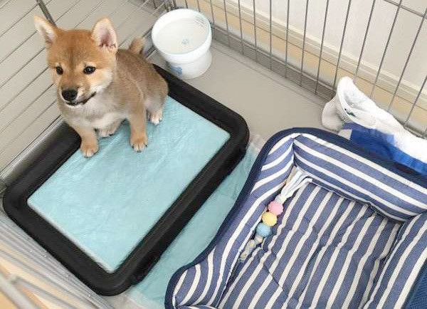 見上げる柴犬