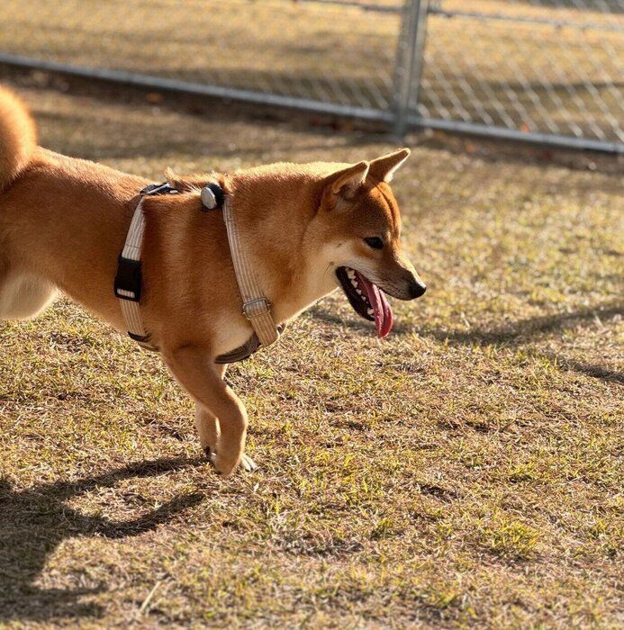 生後8カ月のころに撮影したうめちゃん