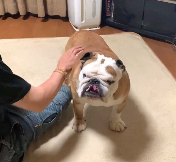 「お芋」がもらえるとわかり、ご機嫌なぶるおくん
