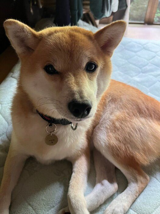 おうちでのんびり中の柴犬