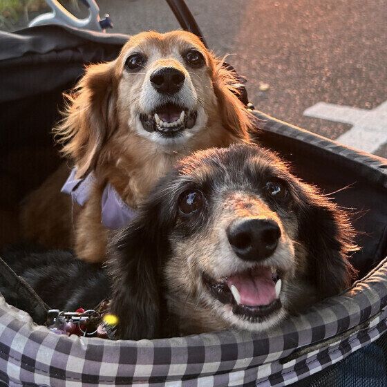 カートでお出かけ中のミニチュア・ダックスフンド