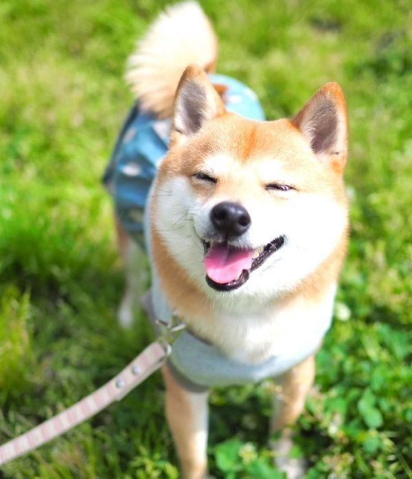 笑顔のにこちゃん
