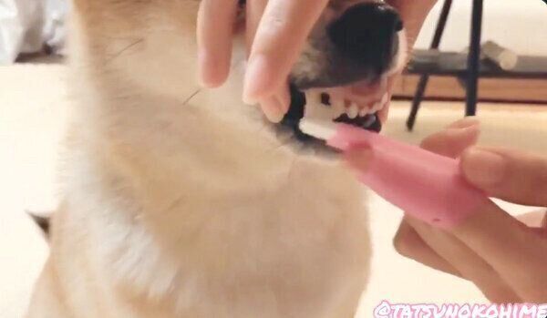 ムキ顔でお利口に歯磨きをするタツノコ姫ちゃん