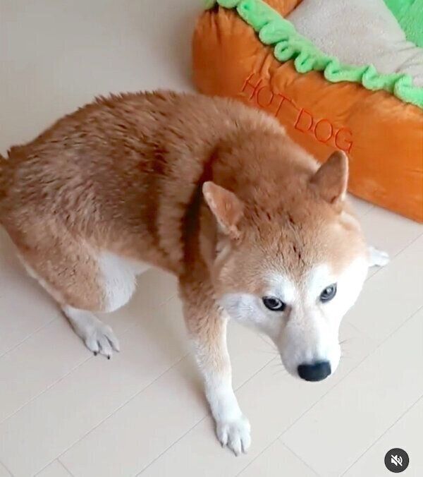お風呂後に荒ぶる茶々丸くん