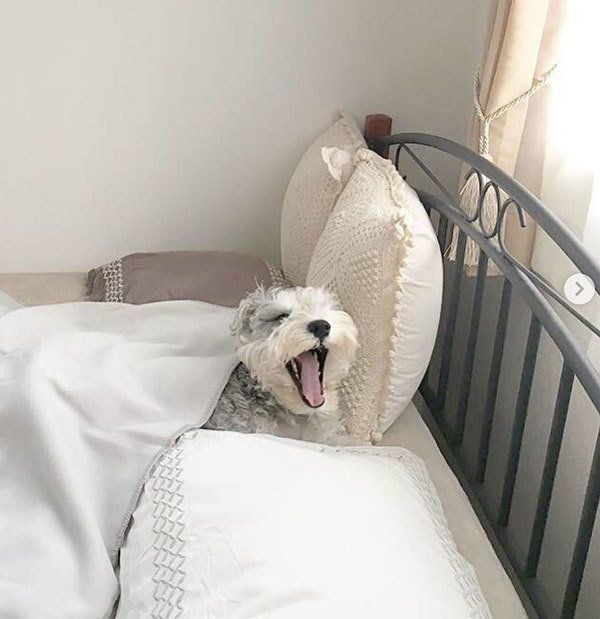 眠そうなミニチュア・シュナウザー