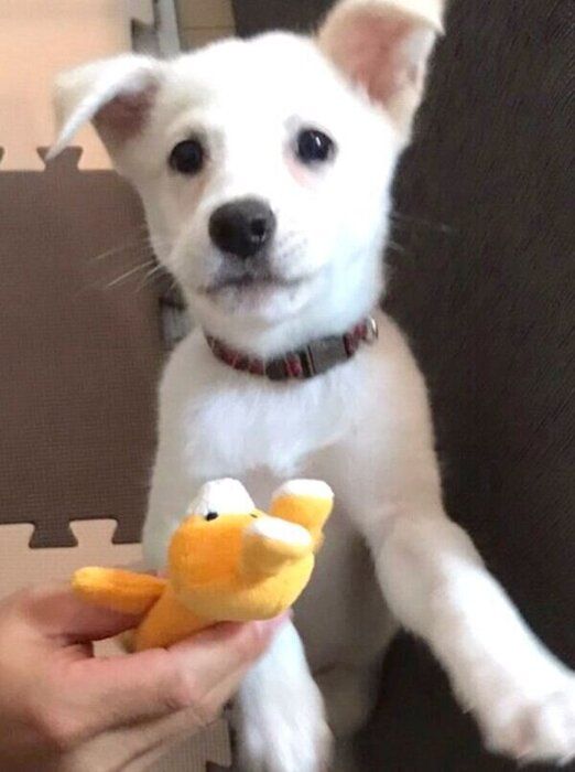 子犬時代のハクちゃん