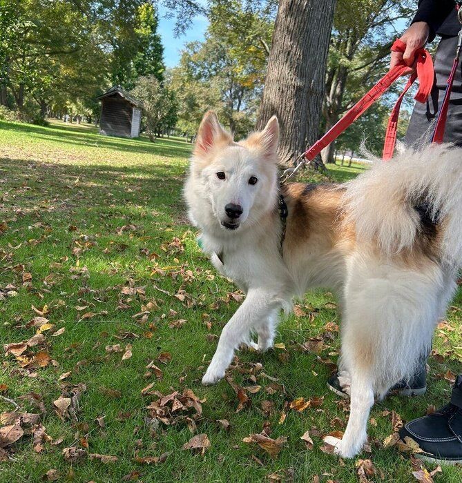 散歩をするシベちゃん