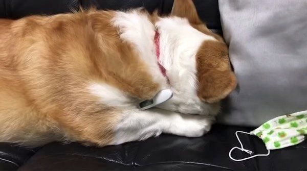 風邪をひいていないのに看病されるコーギー