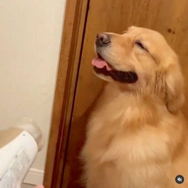ドライヤーをかけてもらうモッシュくん