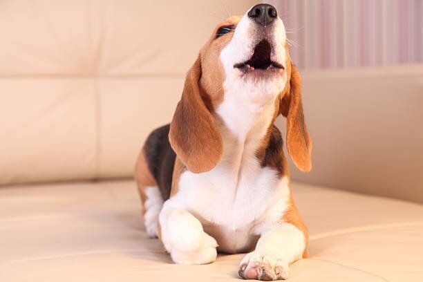 雌ビーグル子犬に白いレザー製ソファー、ユニオンスクエア