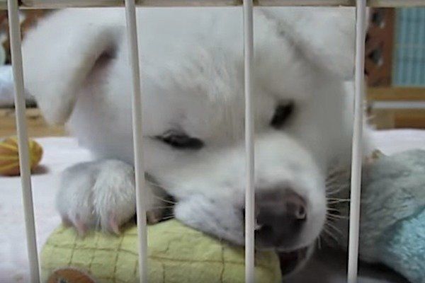 秋田犬