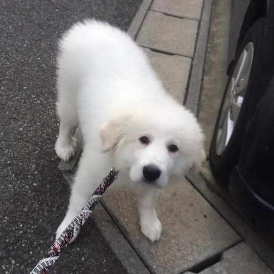 ピレネー