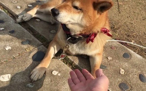 お手をめんどくさがる柴犬
