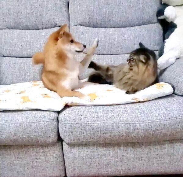 じゃれ合う犬のなつちゃんと、おばあちゃん猫のハナちゃん