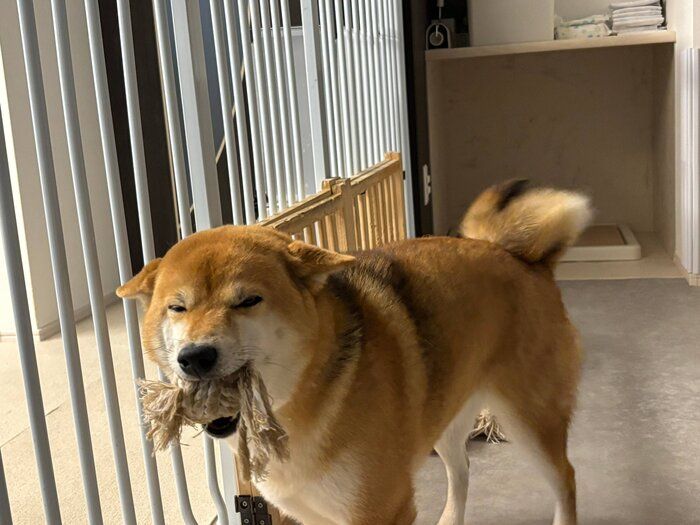 夫の帰宅を喜ぶスズちゃん