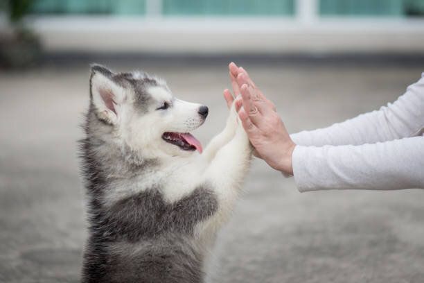 子犬の女の子手に対して彼の足を押すと