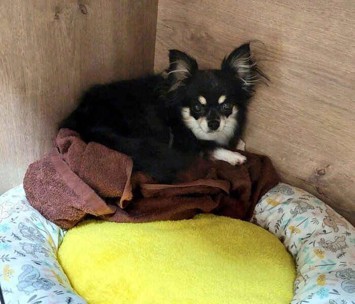 家族に迎えた当初は“遠慮がち”だった保護犬が3年後、“堂々とベッドの真ん中で眠る姿”にほっこり!