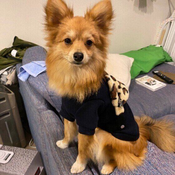 見つめる犬