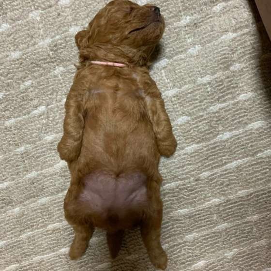 犬の寝床はどこが良い?へそ天パピー