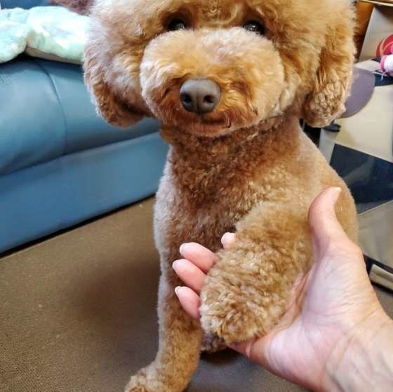 お手をするトイ・プードル