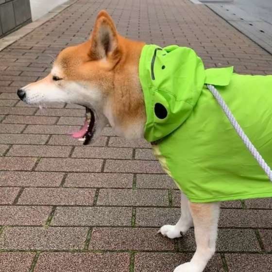 柴