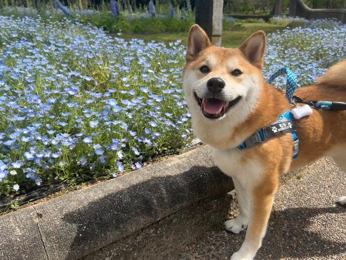 ネモフィラと柴犬