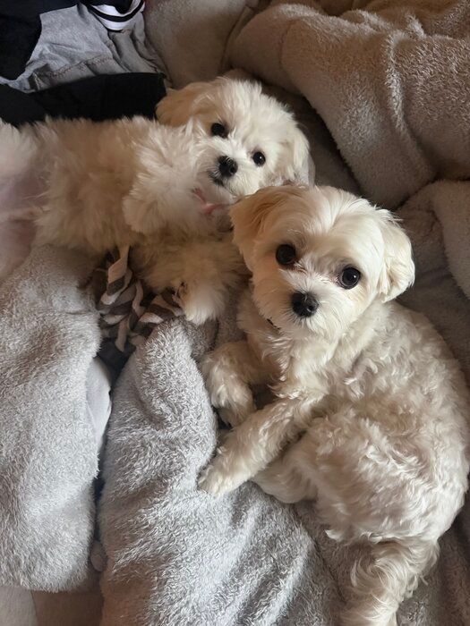 寄り添う2匹のマルチーズ