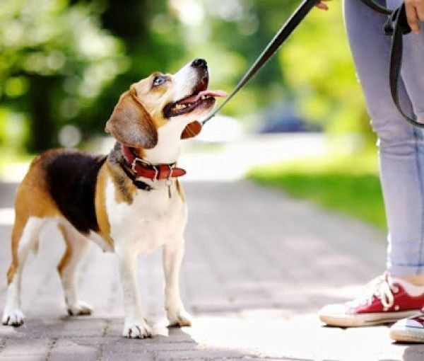 散歩する犬