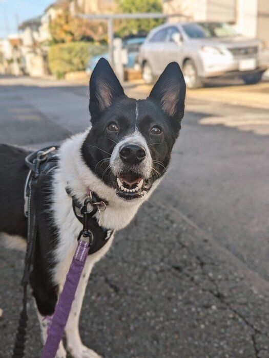 お散歩中は「街中のおばあちゃんからのナデナデを虎視眈々と狙う」一面もあるのだとか