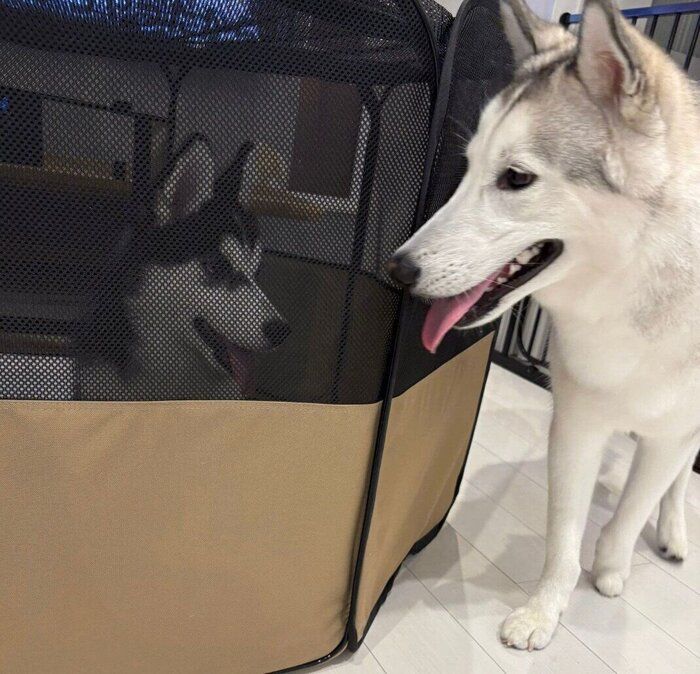 サークルに入るごまちゃんを見つめるだいふくくん