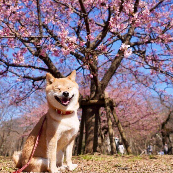 柴